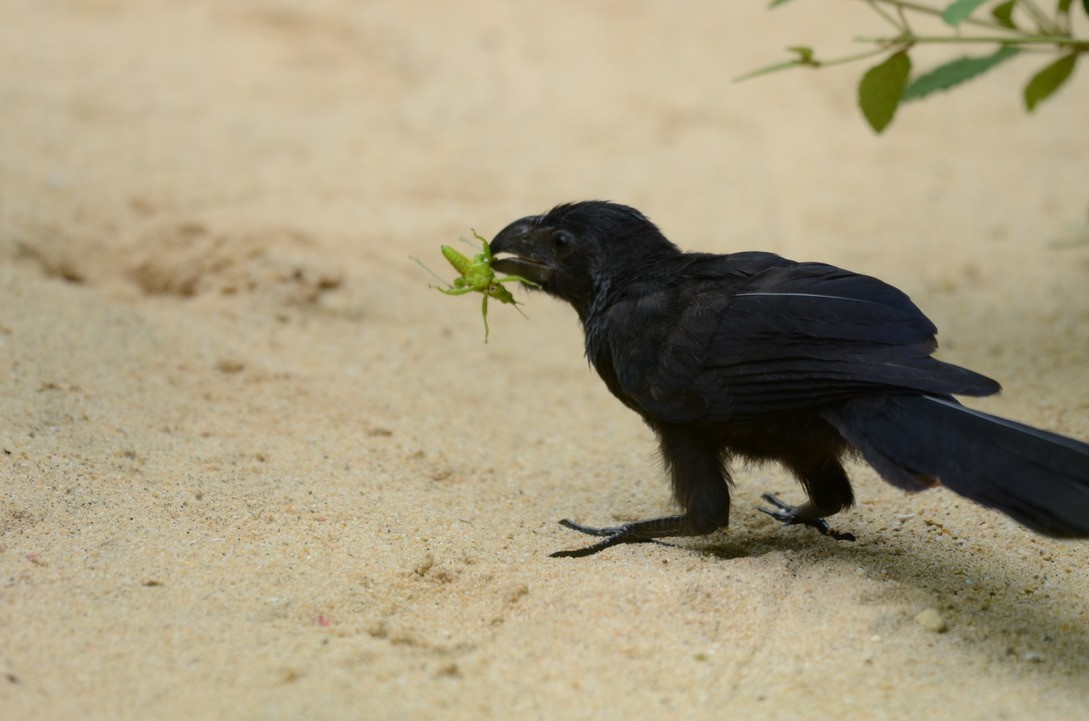 Garrapatero Asurcado - ML626478393