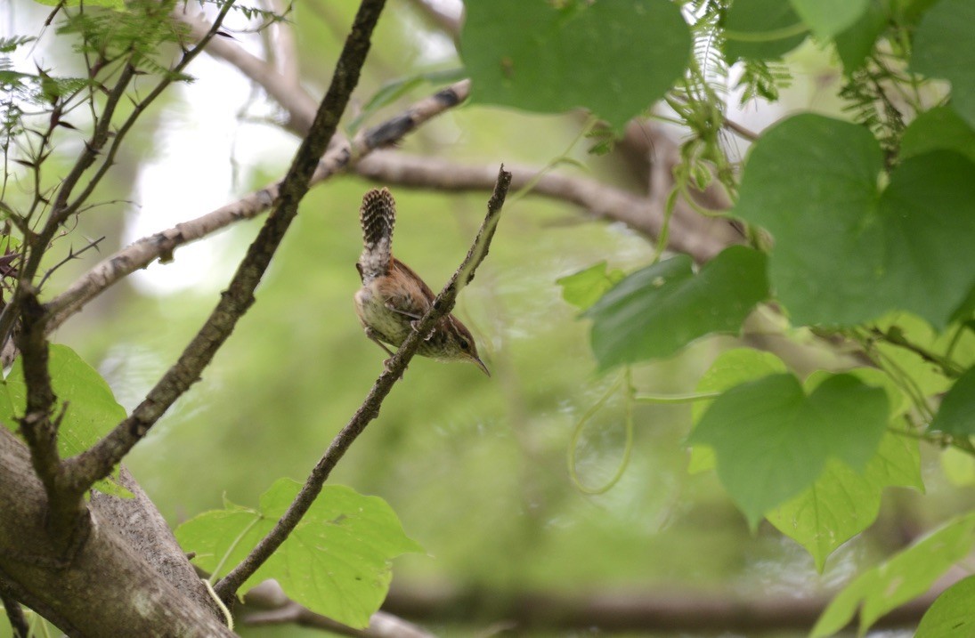 Cucarachero Ventribarrado - ML626478406