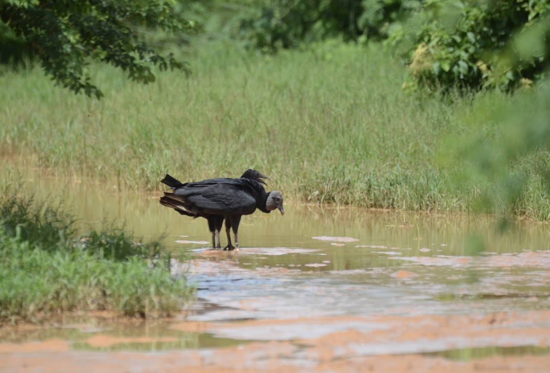 Zopilote Negro - ML626478430