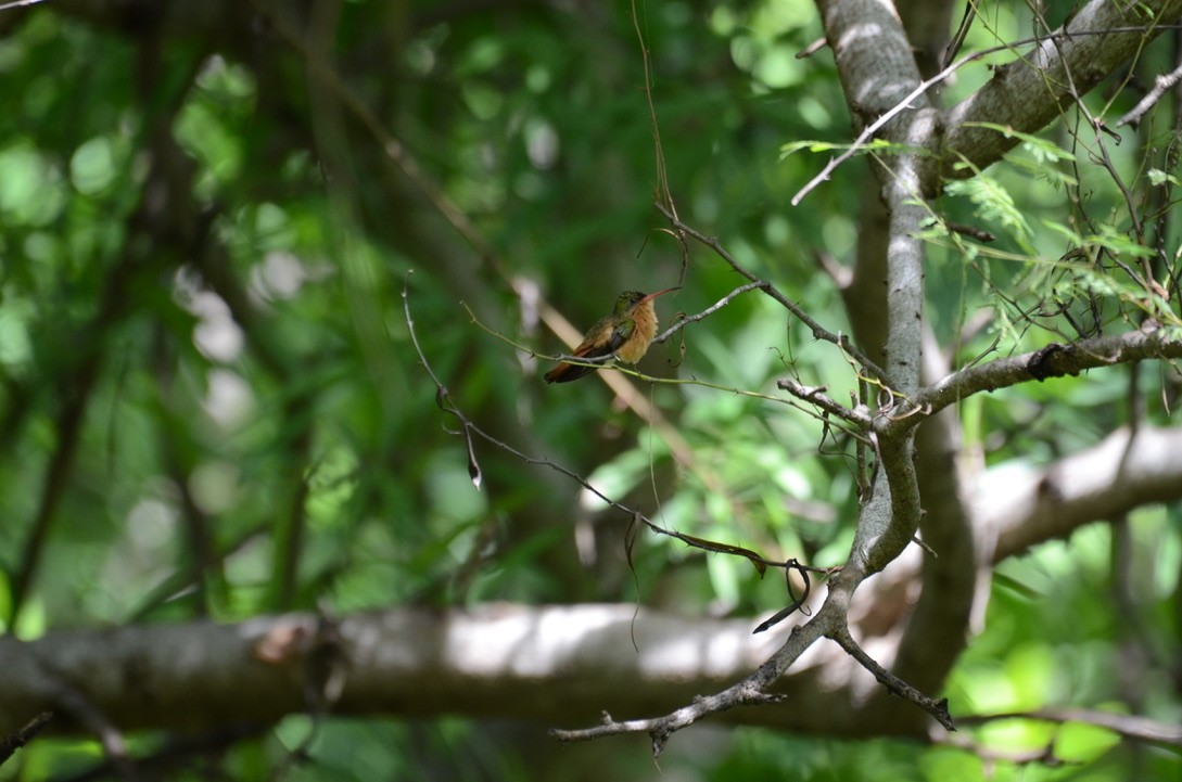 Amazilia Canela - ML626478455