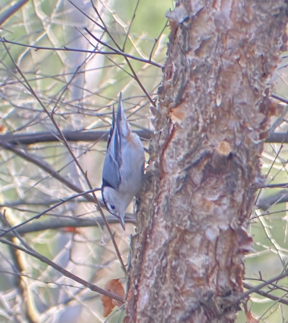 White-breasted Nuthatch - ML626478485