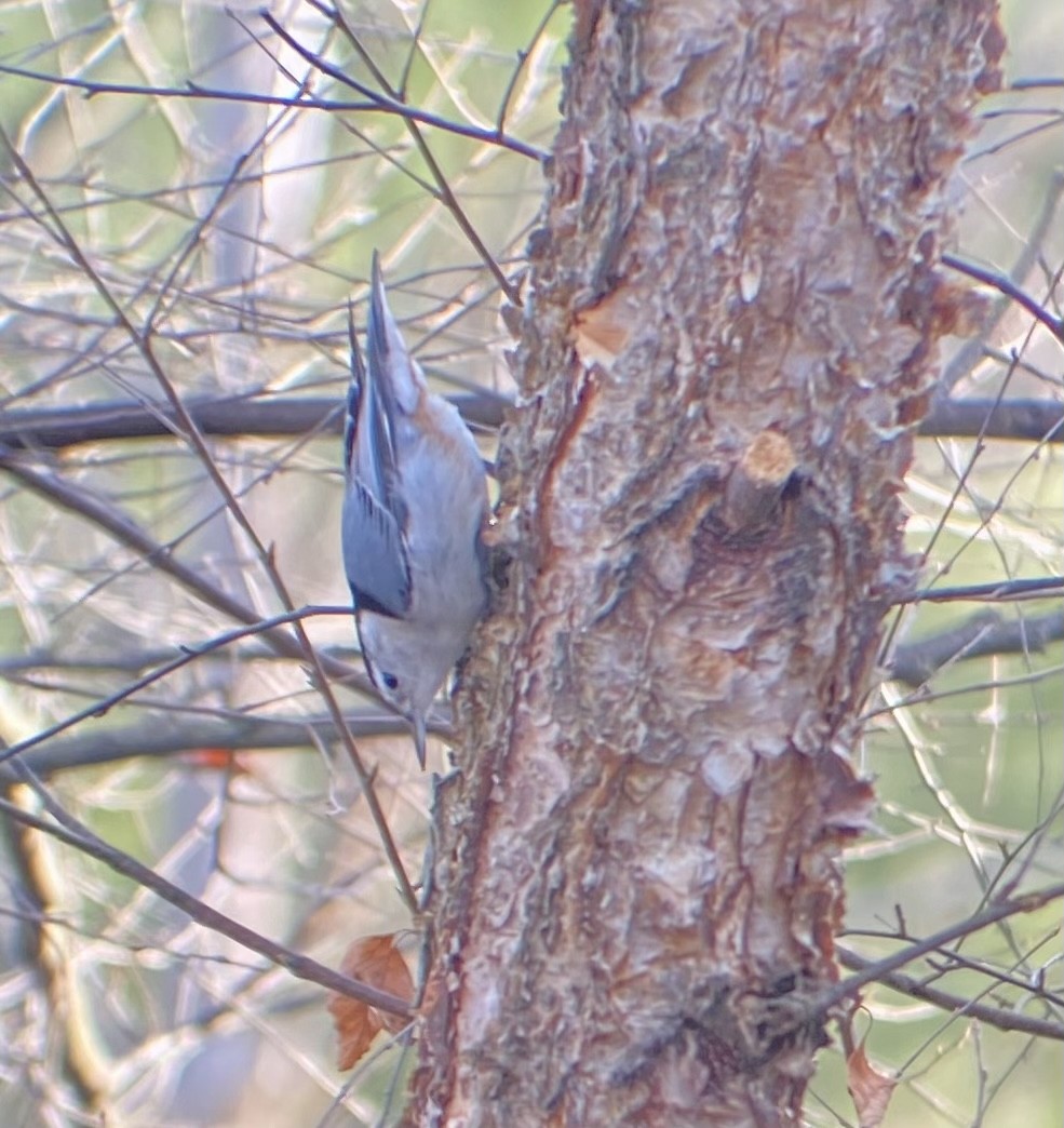 White-breasted Nuthatch - ML626478486