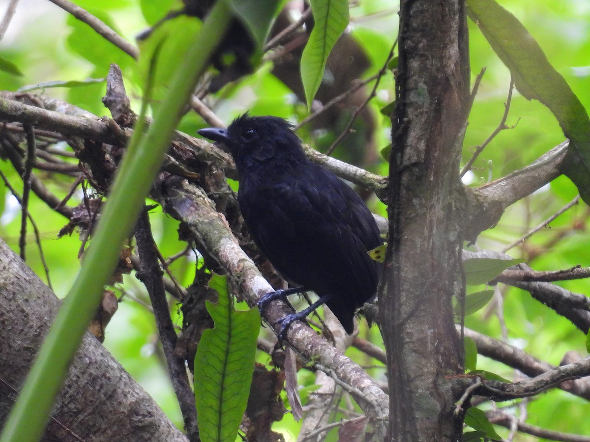 Cocha Antshrike - ML626478567