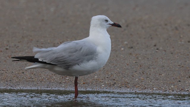 Silver Gull (Silver) - ML626478592