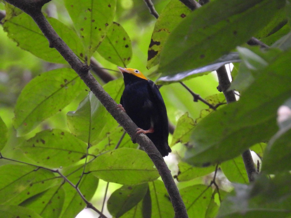 Golden-headed Manakin - ML626478644