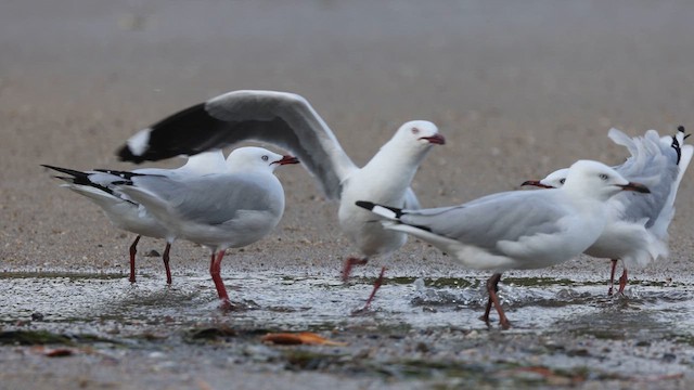 Silver Gull (Silver) - ML626478734