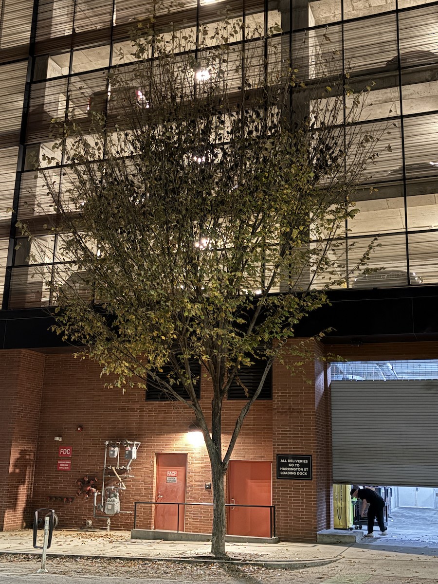 vlhovec hnědohlavý - ML626478829