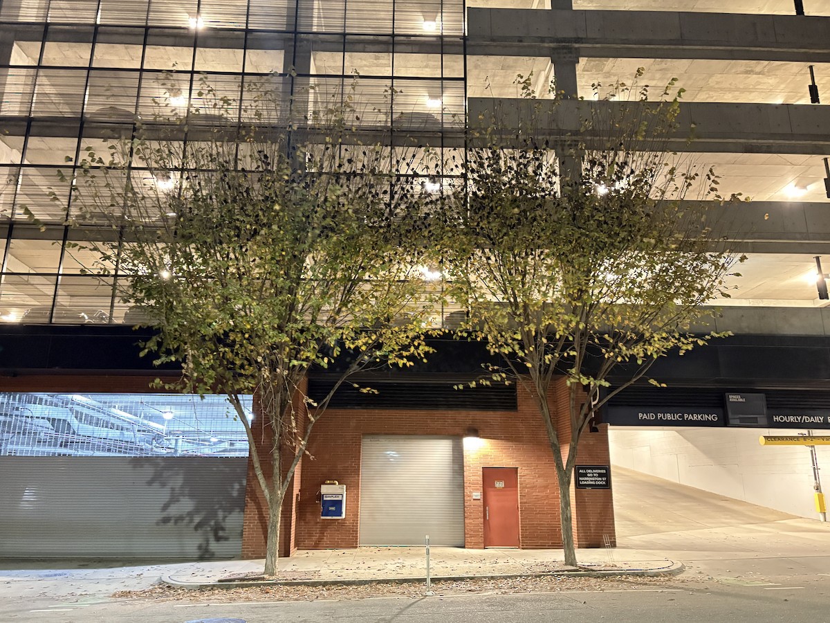 vlhovec hnědohlavý - ML626478830