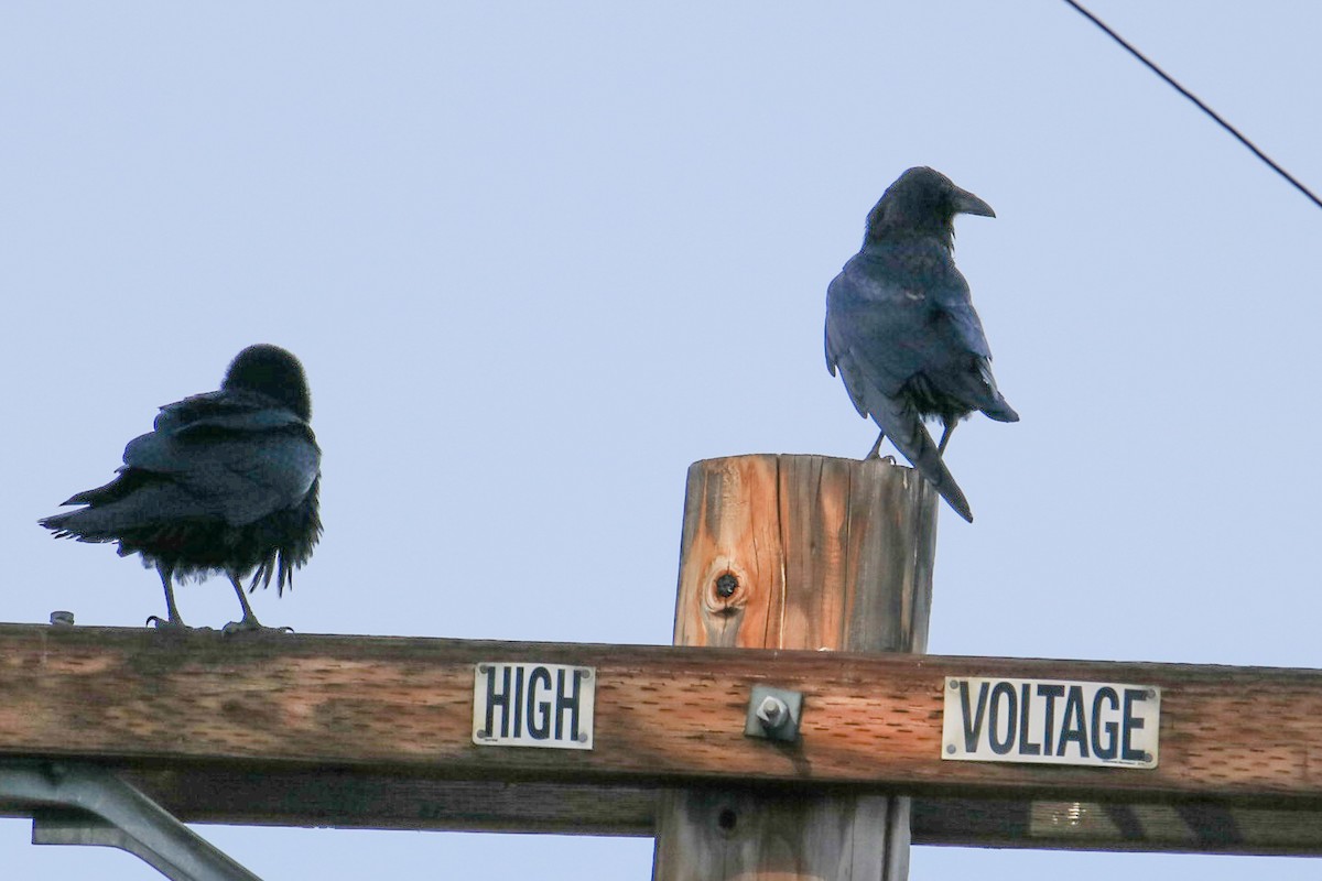 Common Raven - ML626478933