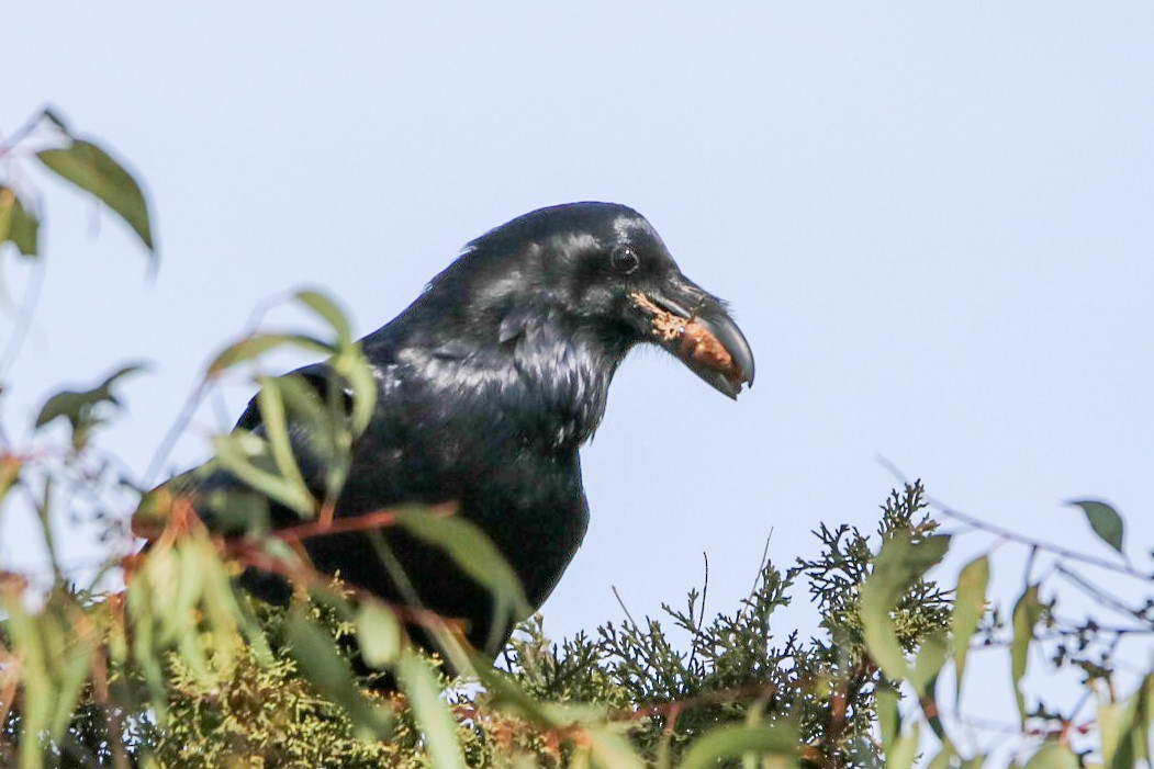 Common Raven - ML626478935