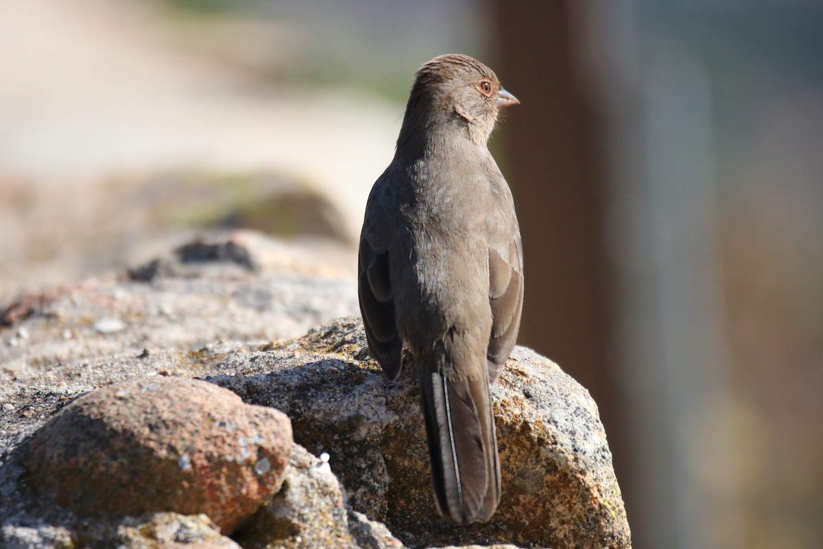California Towhee - ML626478967