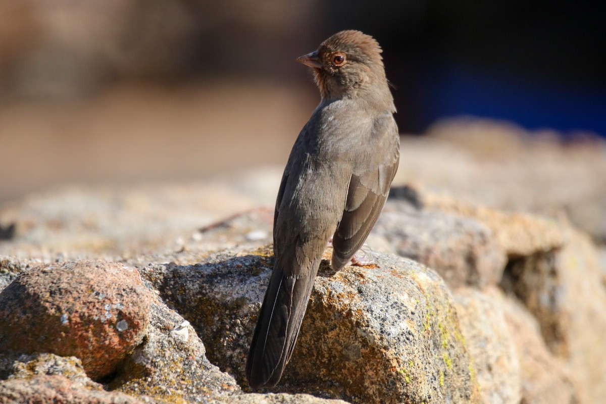 California Towhee - ML626478970