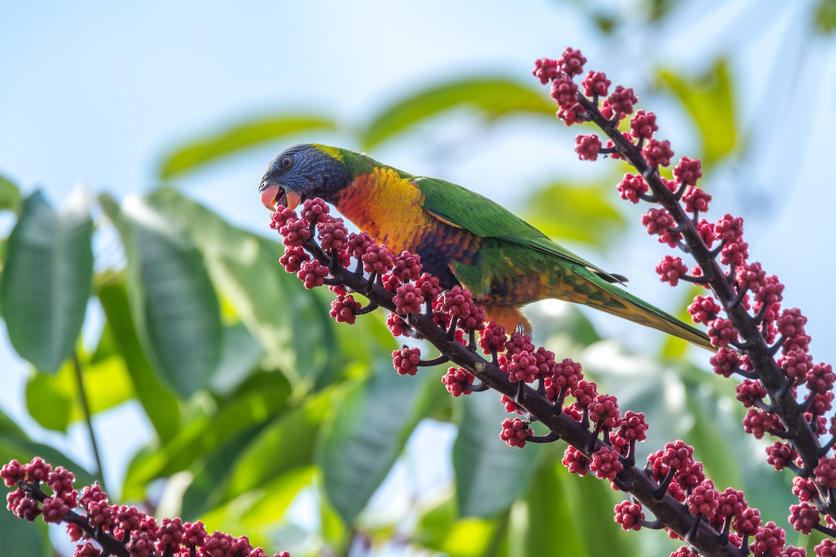 Rainbow Lorikeet - ML626478982