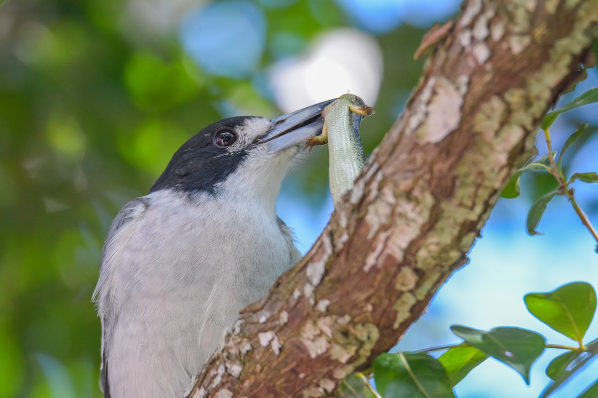 Gray Butcherbird - ML626478997