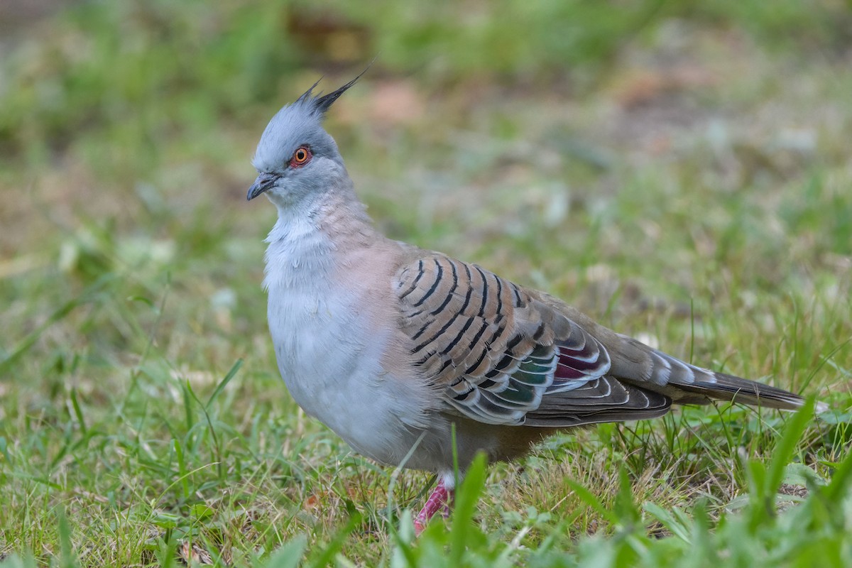 Crested Pigeon - ML626478999