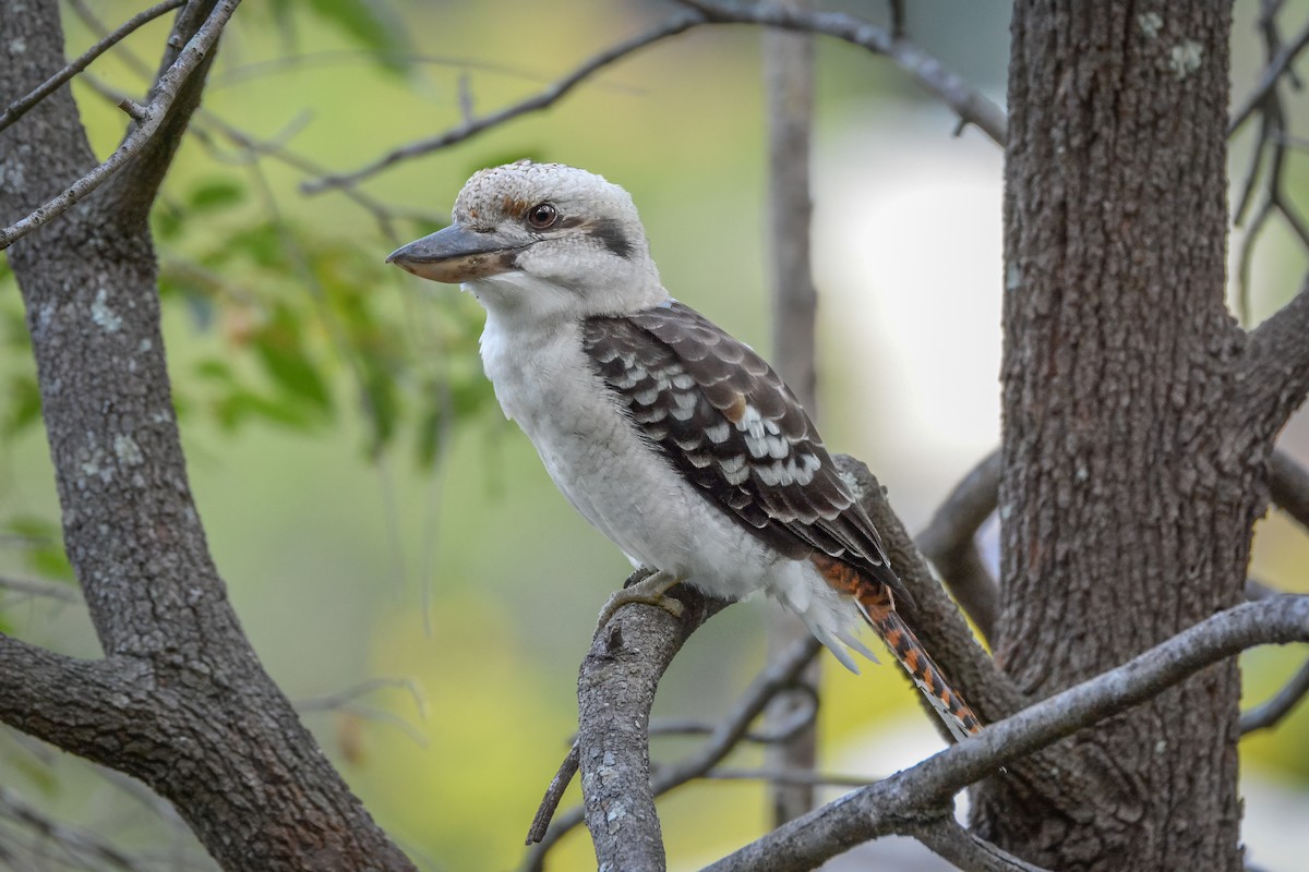 Laughing Kookaburra - ML626479001