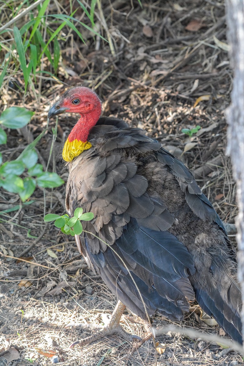 Australian Brushturkey - ML626479004