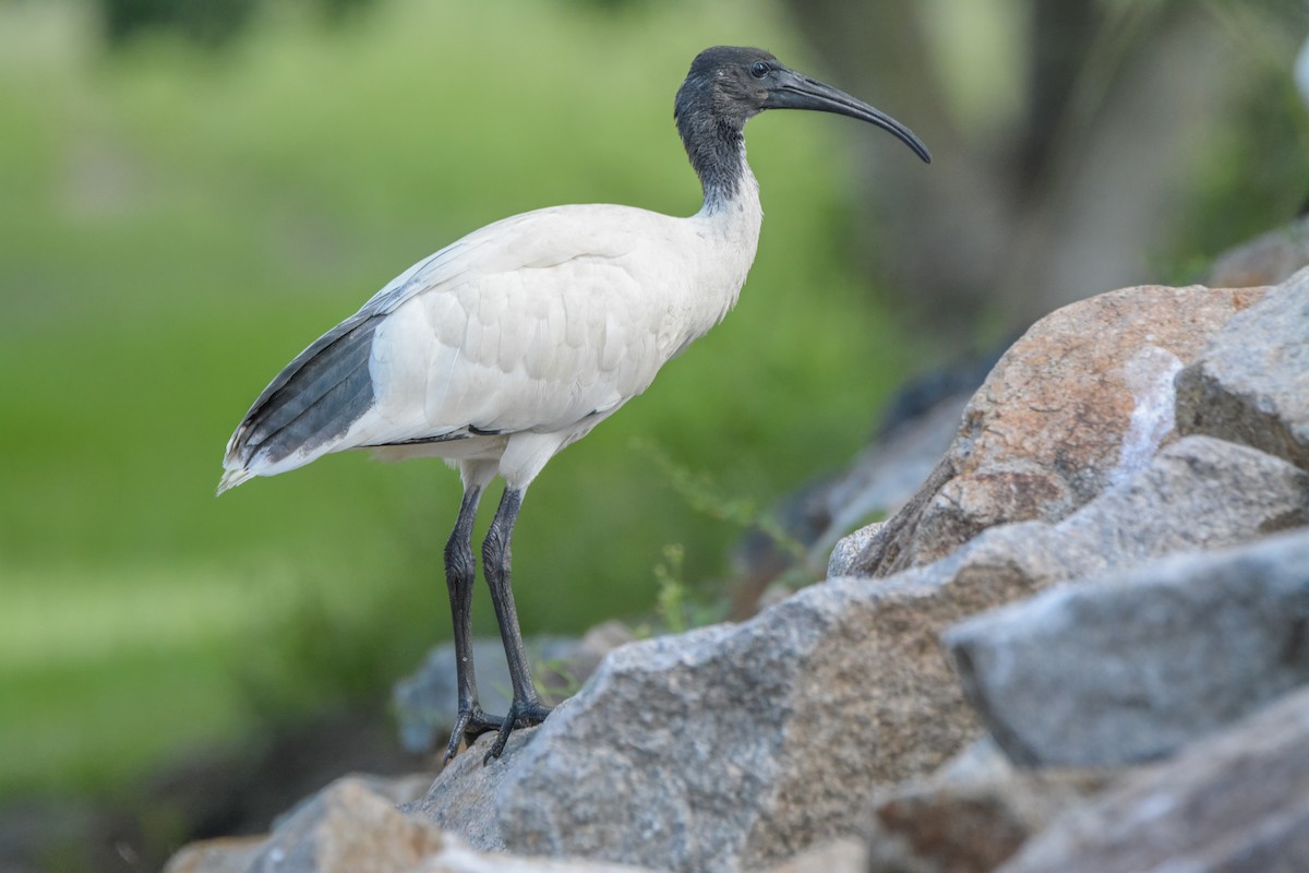 Australian Ibis - ML626479007