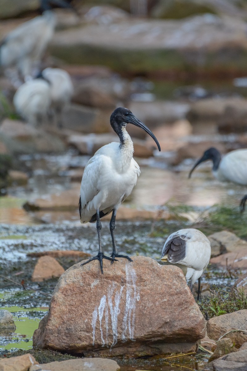 Australian Ibis - ML626479008
