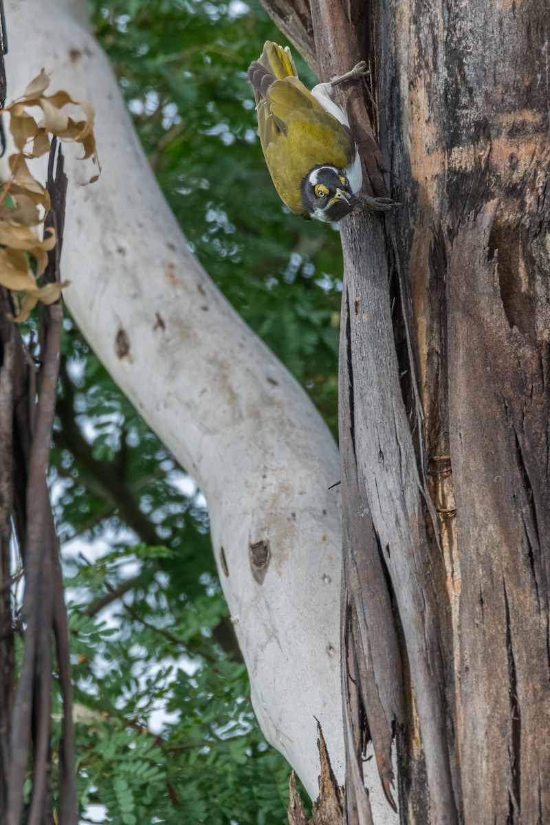 Blue-faced Honeyeater - ML626479034