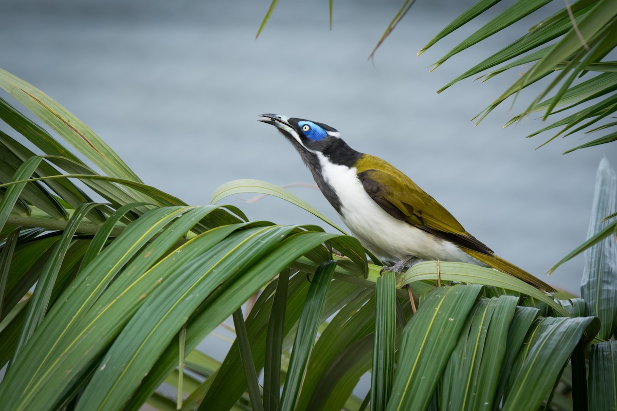 Blue-faced Honeyeater - ML626479035