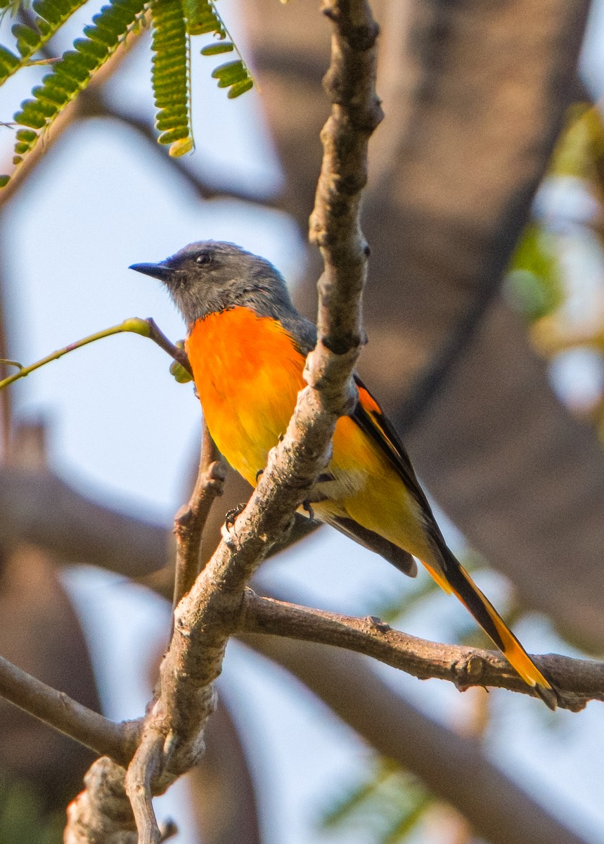 Small Minivet - ML626479036