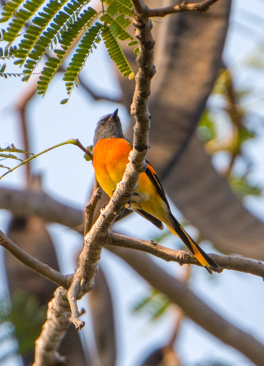 Small Minivet - ML626479038