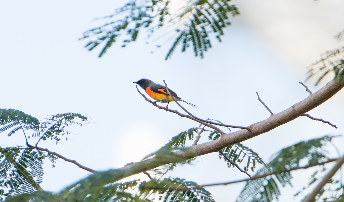 Small Minivet - ML626479039