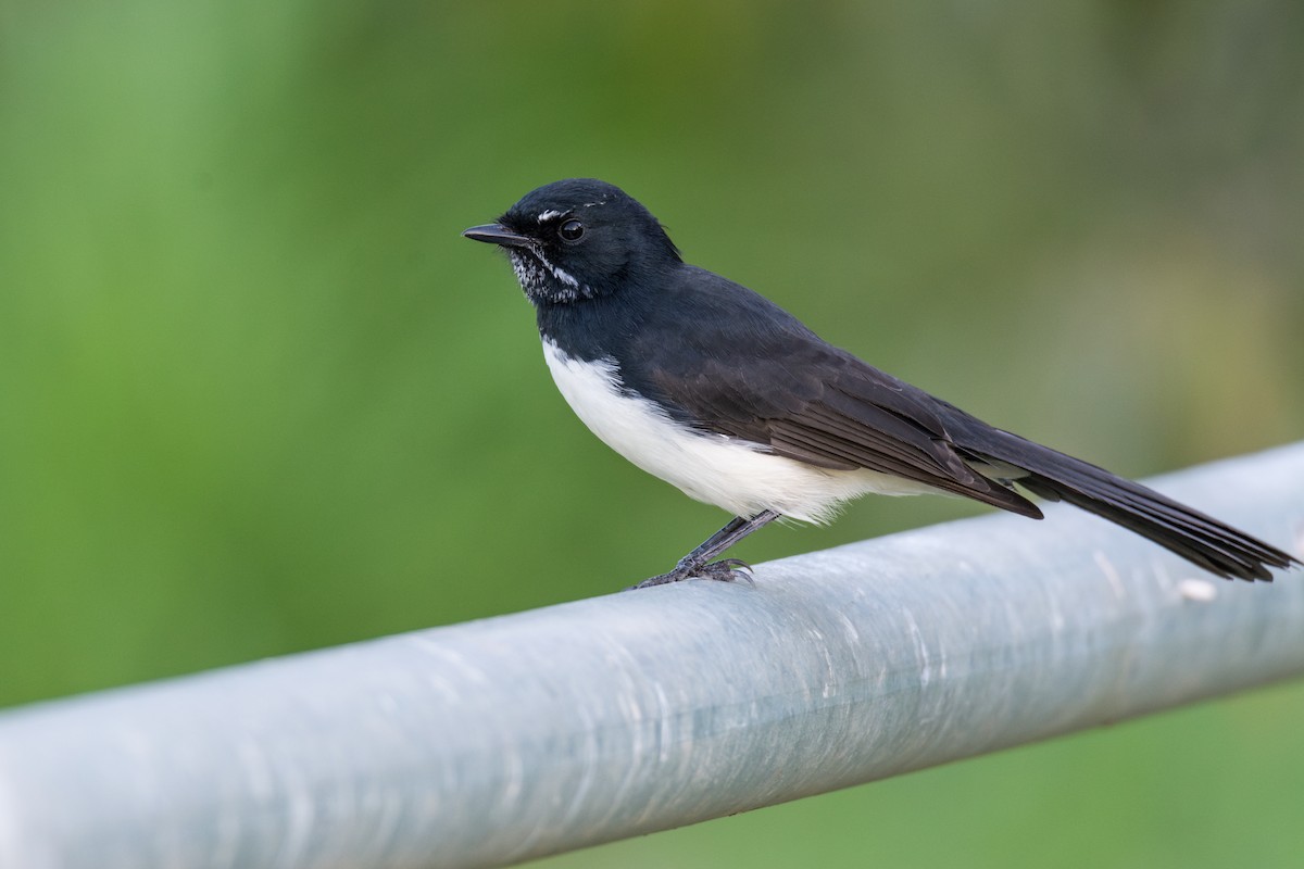 Willie-wagtail - ML626479040