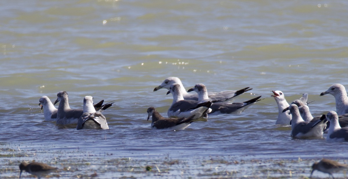 Sabine's Gull - ML626479074