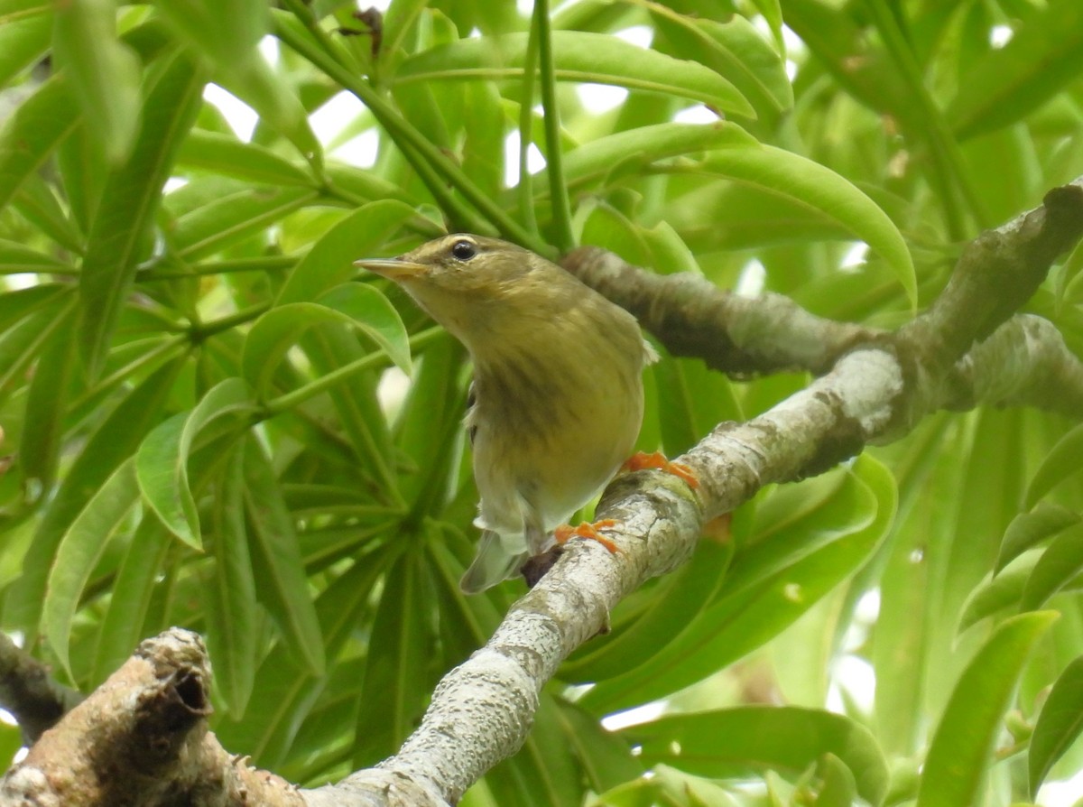 Blackpoll Warbler - ML626479101