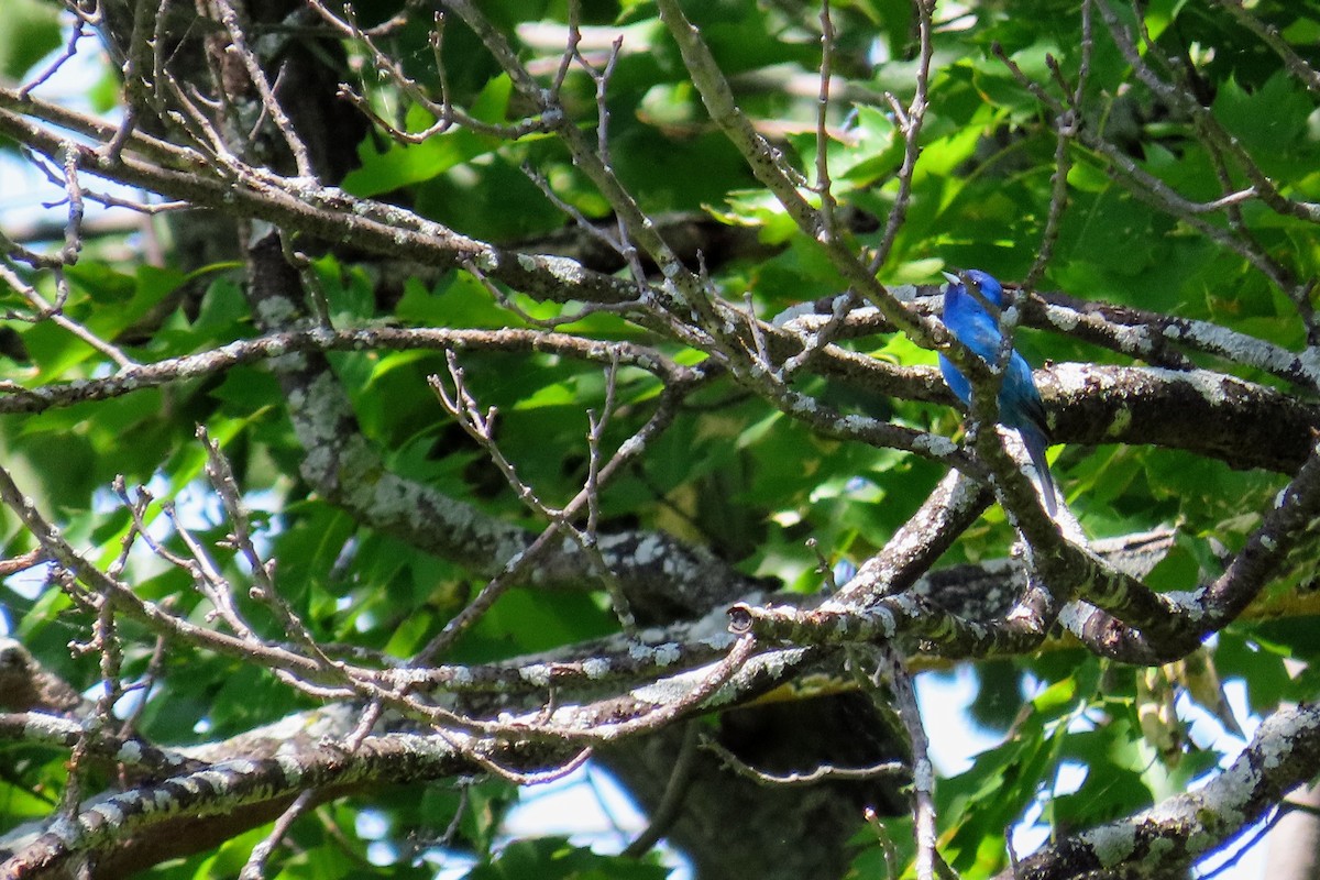 Indigo Bunting - ML626479167