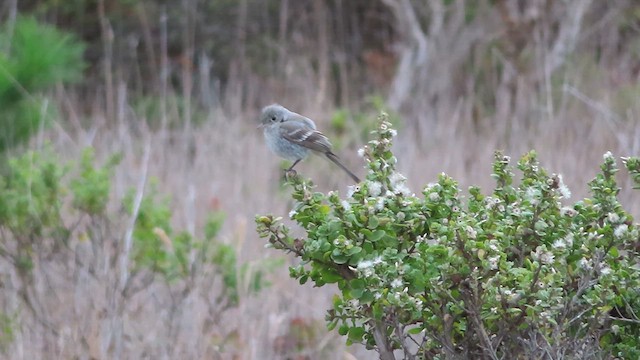 Gray Flycatcher - ML626479314