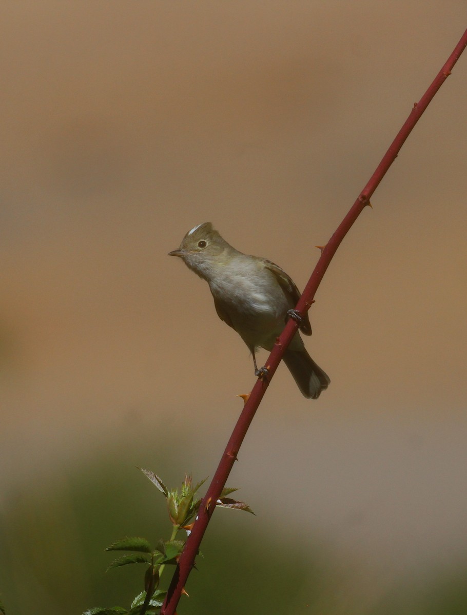 White-crested Elaenia - ML626479348
