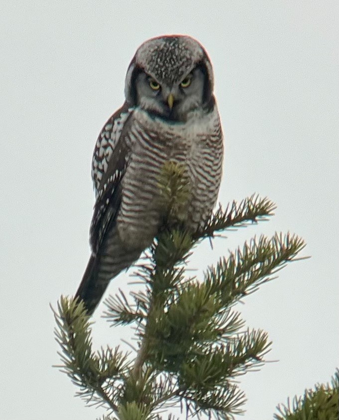 Northern Hawk Owl - ML626479424