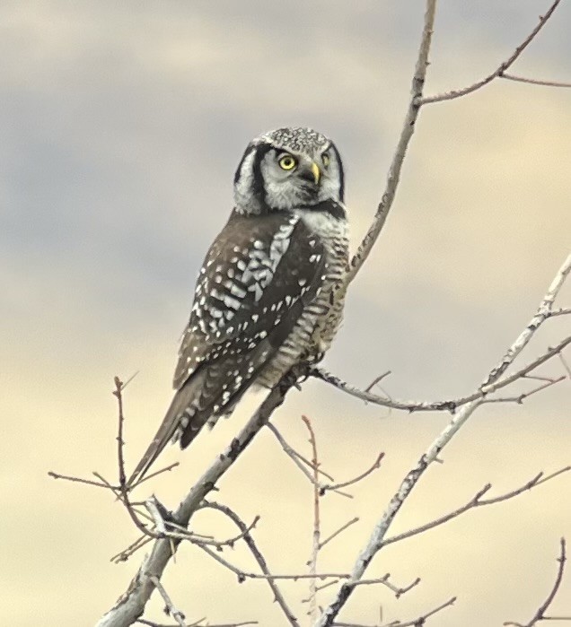 Northern Hawk Owl - ML626479430