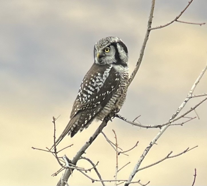 Northern Hawk Owl - ML626479433