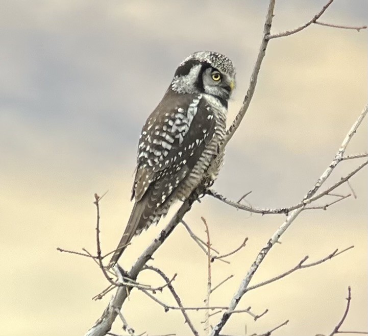 Northern Hawk Owl - ML626479434