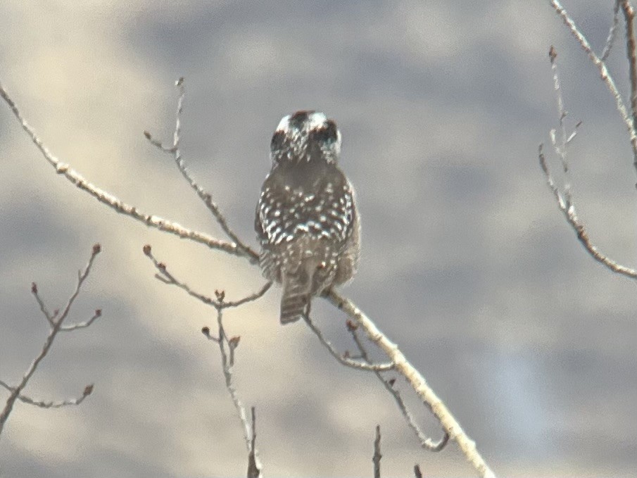 Northern Hawk Owl - ML626479440