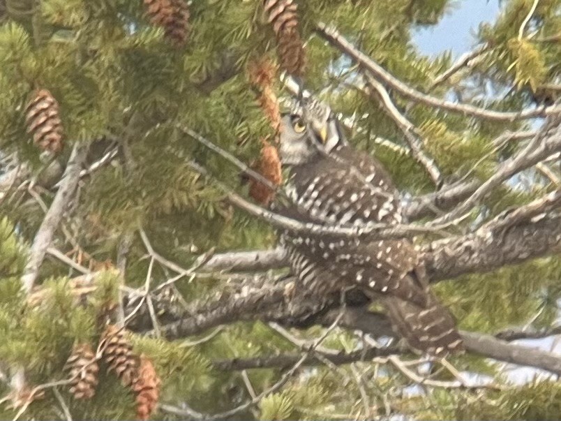 Northern Hawk Owl - ML626479450