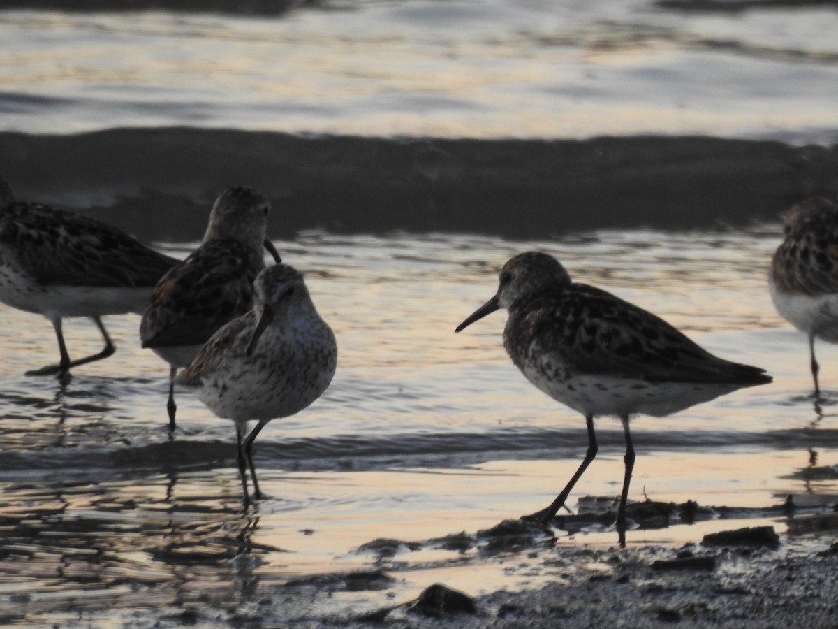 Western Sandpiper - Jake Wasden