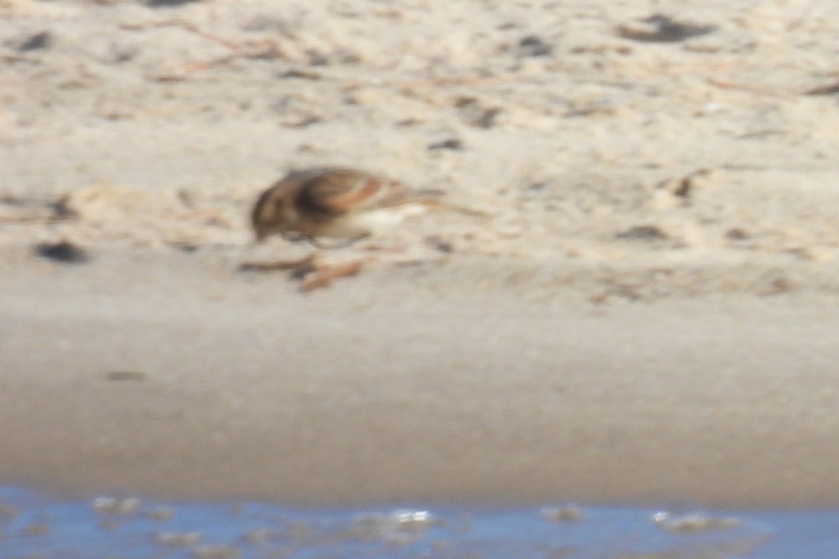 Lapland Longspur - ML626479847