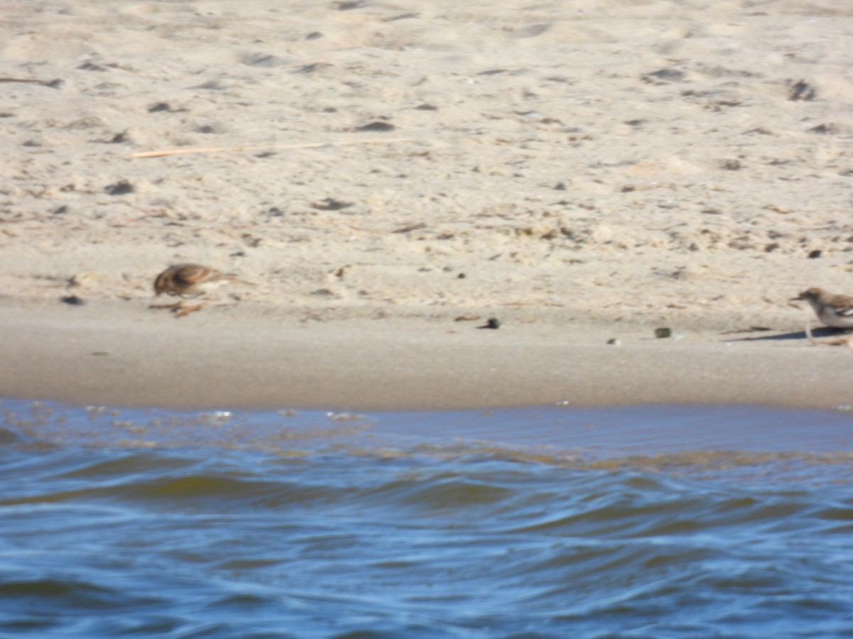 Lapland Longspur - ML626479849