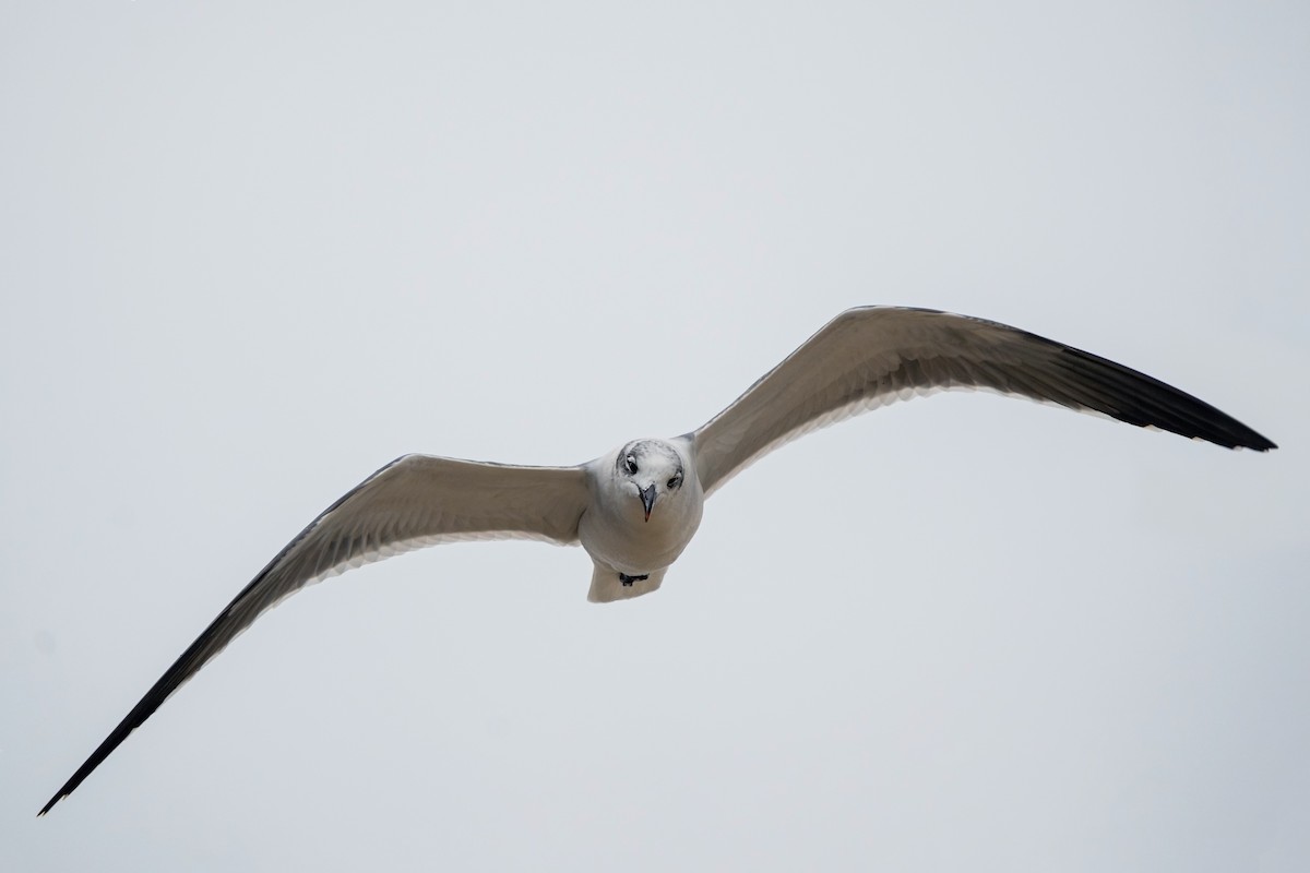 Laughing Gull - ML626479908