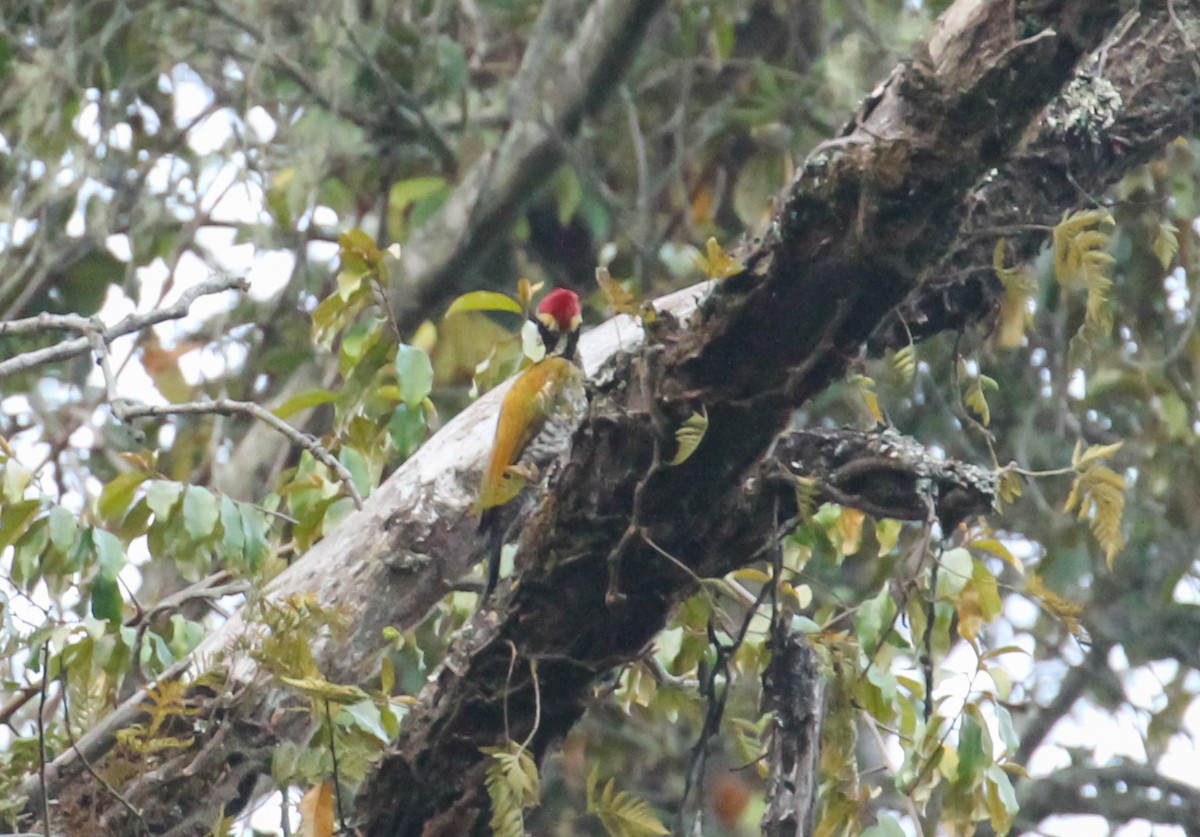 Javan Flameback - ML626479932