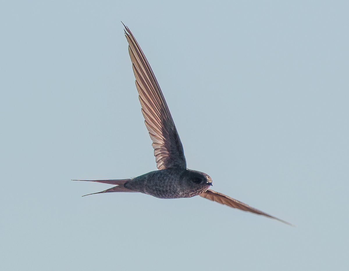 Malagasy Swift - ML626480166