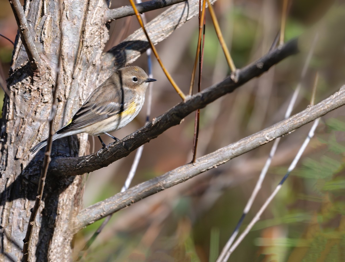 Kronenwaldsänger (coronata) - ML626480236