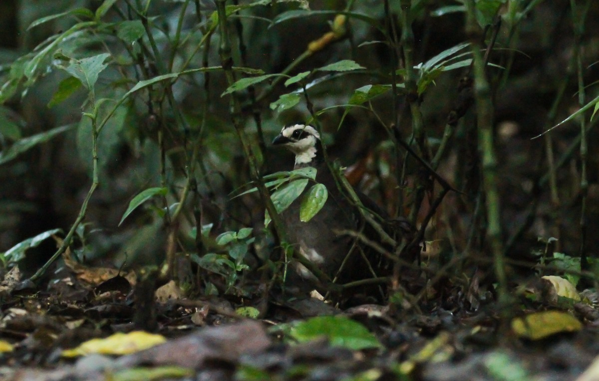 Gray-breasted Partridge - ML626480311