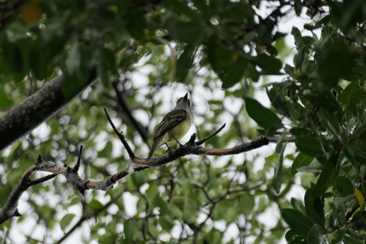 Grenada Flycatcher - ML626480323