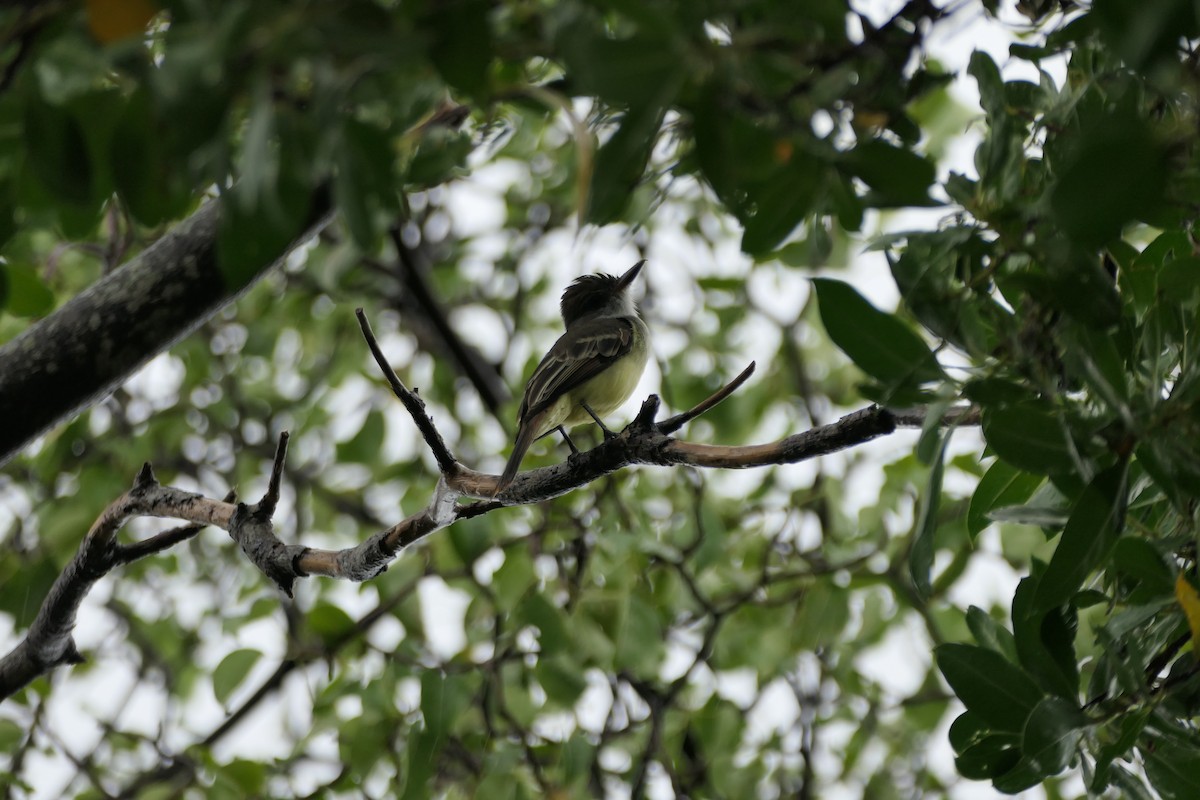 Grenada Flycatcher - ML626480324